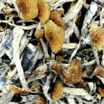 Golden-Teacher-Magic-Mushrooms-1